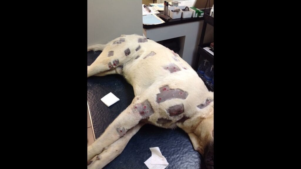 She believed the dog had several bites, but the doctor examined it more closely and called the police